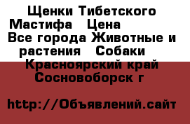 Щенки Тибетского Мастифа › Цена ­ 90 000 - Все города Животные и растения » Собаки   . Красноярский край,Сосновоборск г.